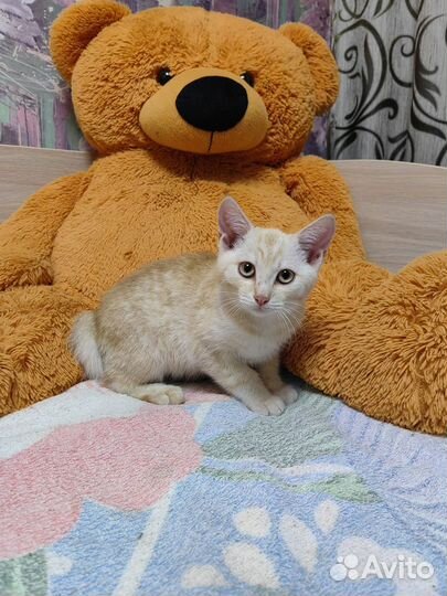 Кошка в дар