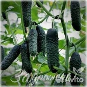 Семена огурцов Северин F1 20 шт