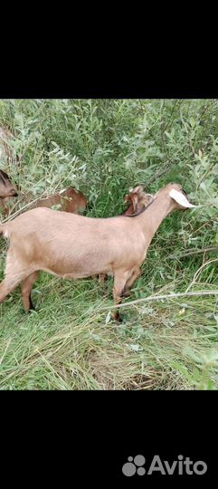 Коза нубийская