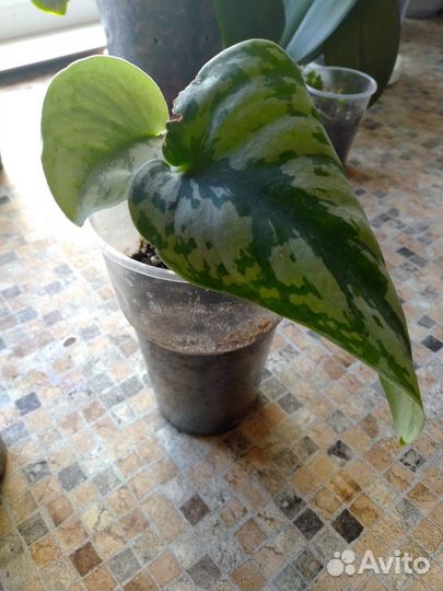 Сцинтапсус(Эпипремнум), Сансевиерия