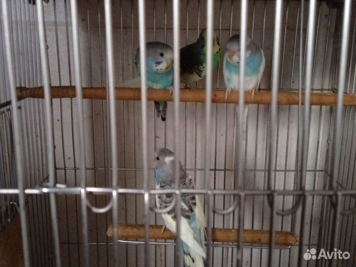 Молодые волнистые попугайчики