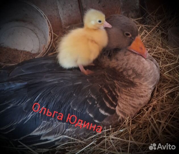 Гуси, гусята