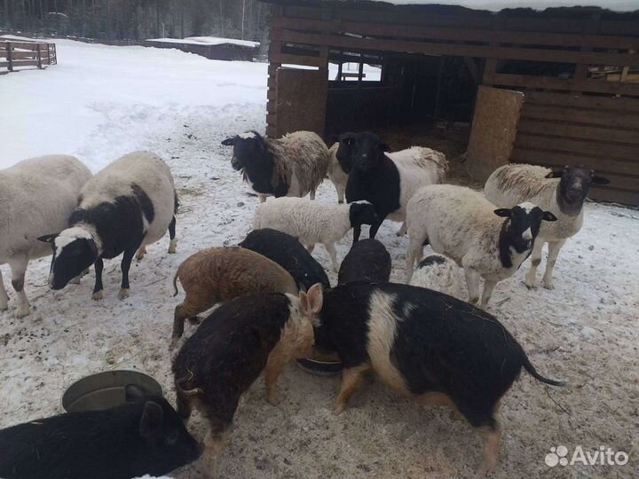 Ветеринар ветврач лечение консультация онлайн