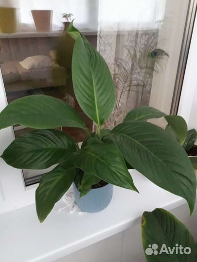 Спатифиллум