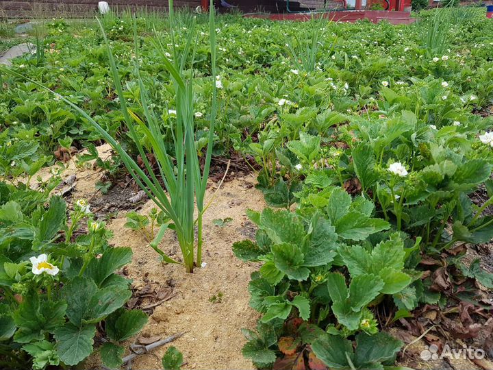 Рассада Клубники Ремонтантной