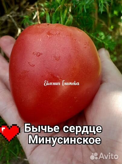 Семена томатов бычье сердце 10 сортов