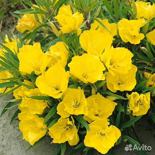 Садовые цветы, многолетники