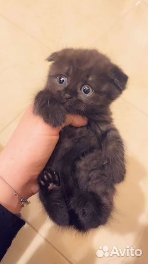 Котятки