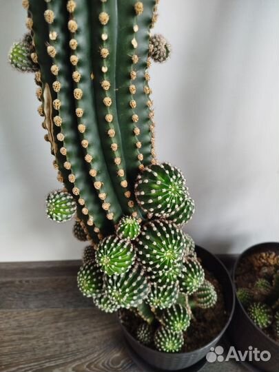 Большой кактус