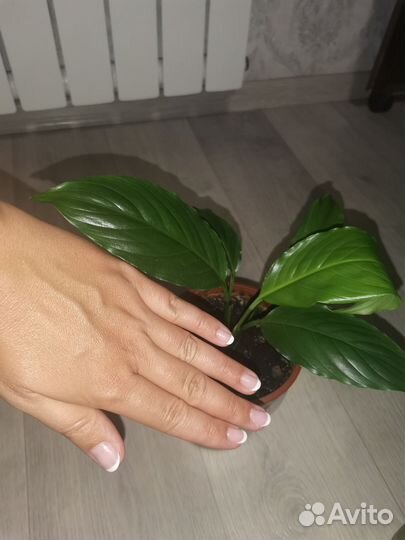 Цветы счастья