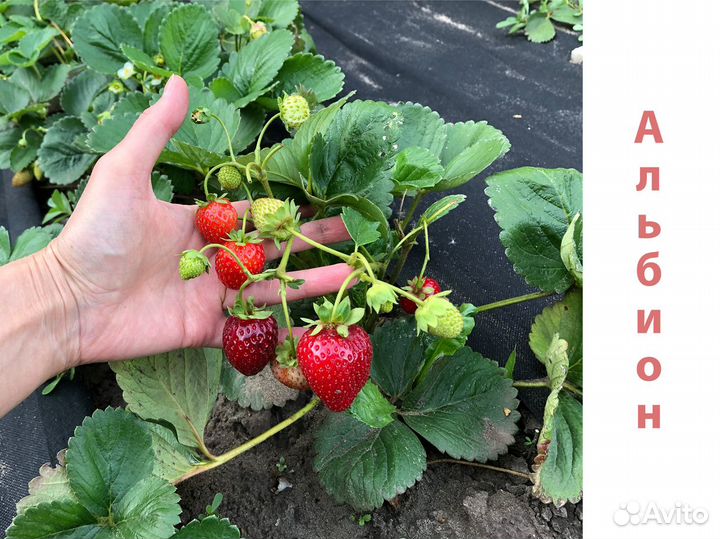 Клубника саженцы ремонтантная Альбион 70 р