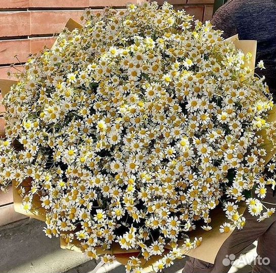 Цветы ромашки. Букеты ромашек. Цветы доставка