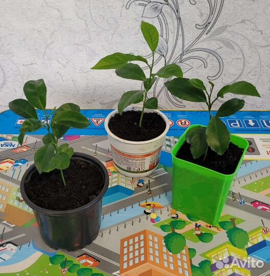 Саженцы лимона, мандарина