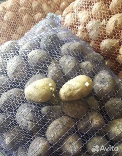 Продам картофель домашний
