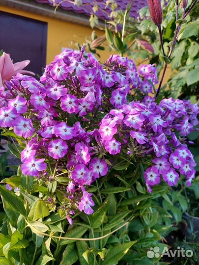 Флоксы многолетние