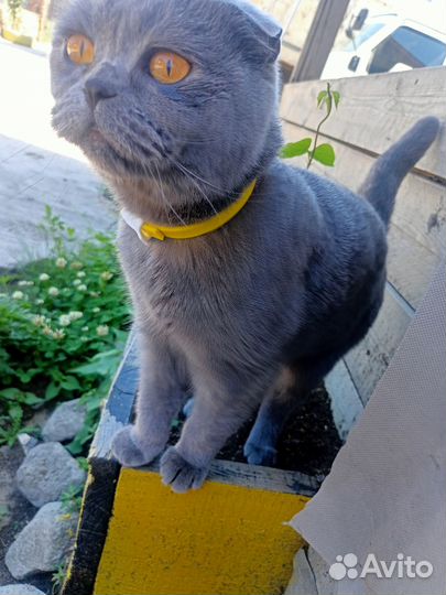 Отдам в добрые руки шотландскую вислоухою кошку