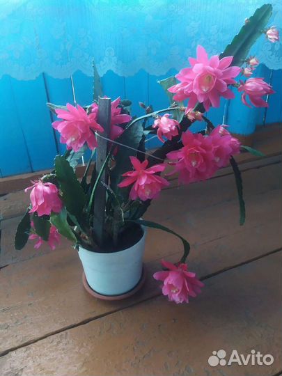 Кактус (эпифиллиум)