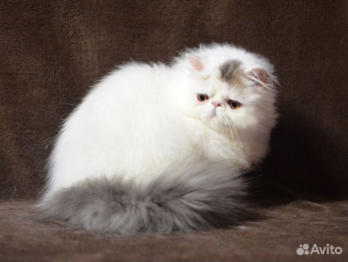 Персидский котенок