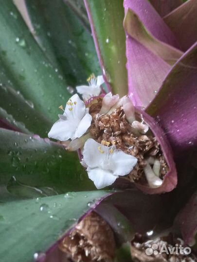 Традесканция