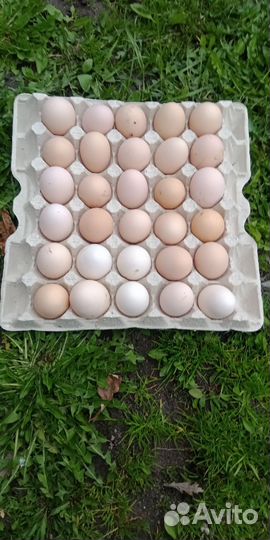 Домашние куриные яйца