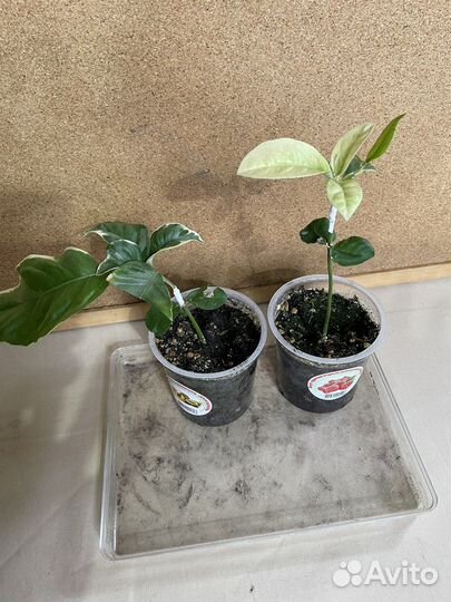 Сортовые цитрусы