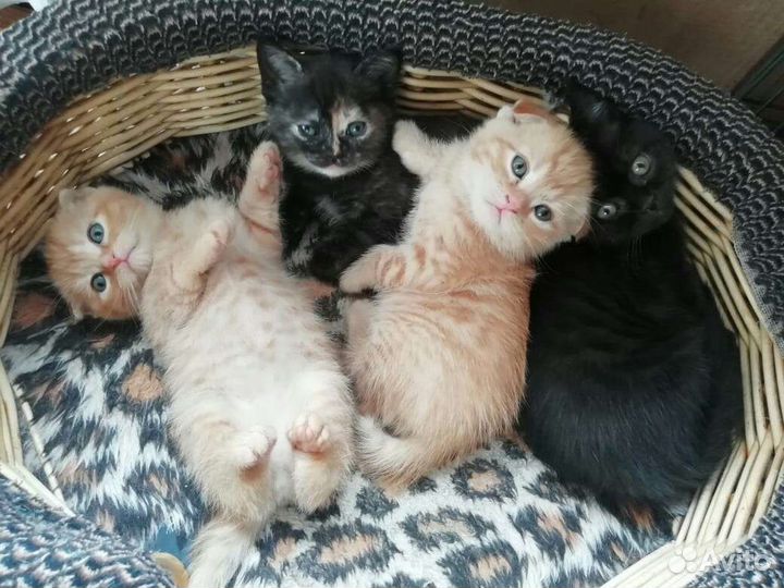 Продажа кошек и котят