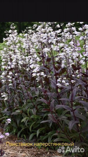 Растения для сада