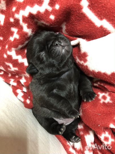 Щенки мопса