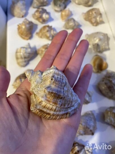 Ракушка рапан