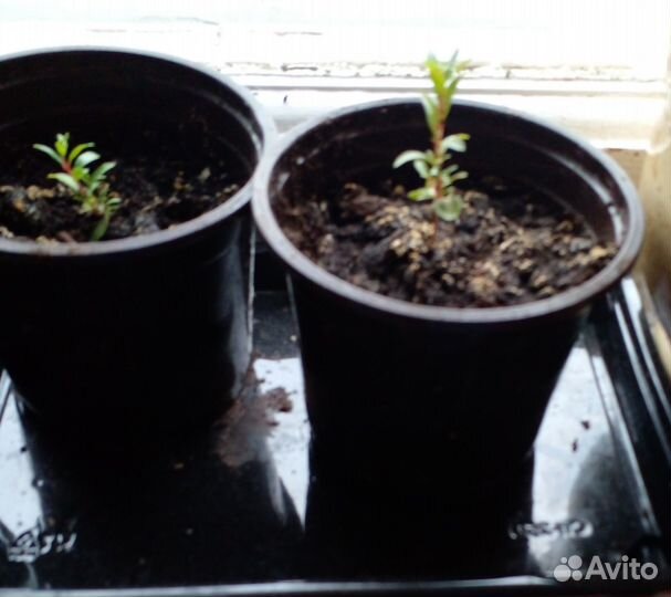 Четыри саженца декоративного комнатного гранатика