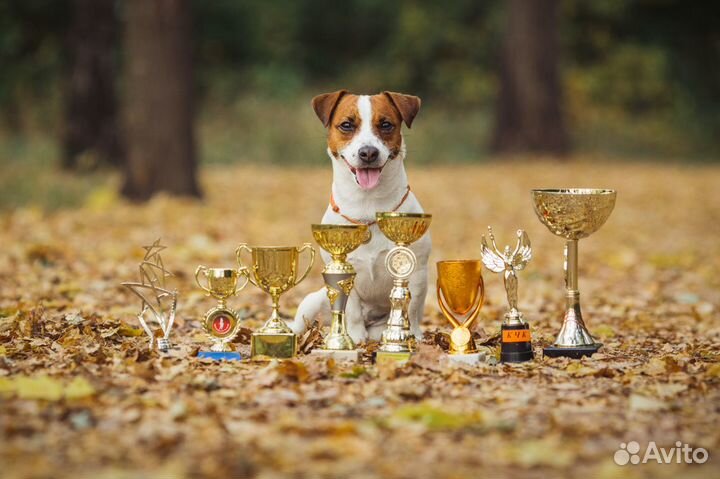 Вязка кобель джек рассел