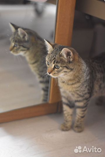 Девочка ищет дом