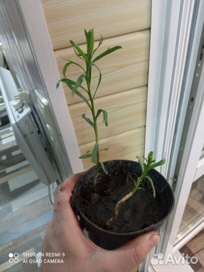 Эстрагон (тархун)