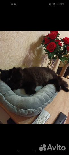 Лежанка для животных