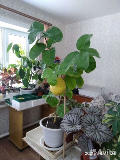 Лимон Павловский