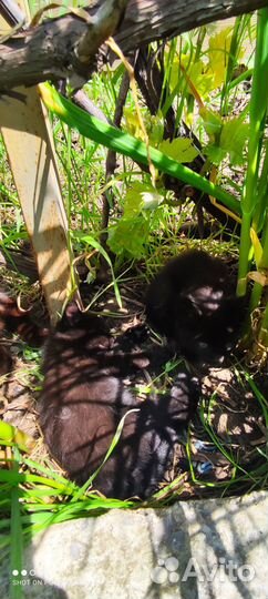 Котята бесплатно