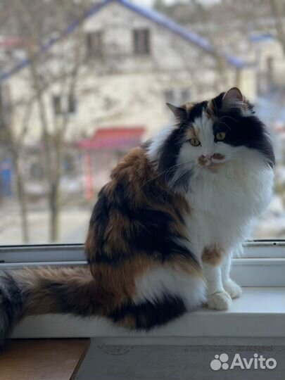 Кошечка в добрые руки