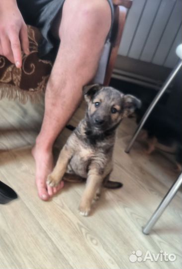 Щенок в дар