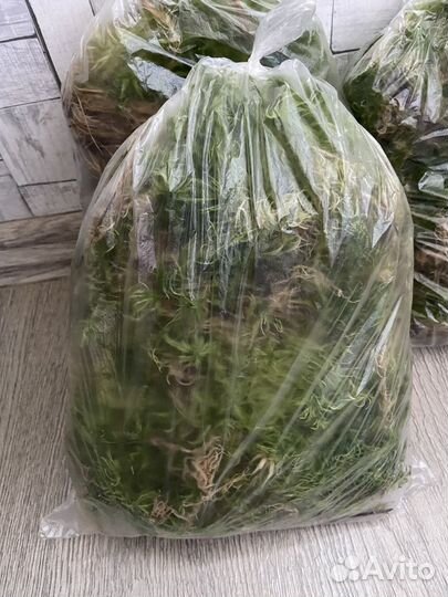 Мох сфагнум живой