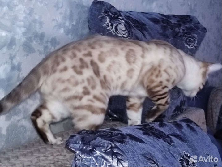 Вязка Бенгальский кот