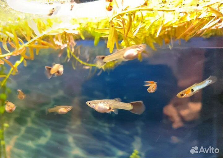 Мальки гуппи микс