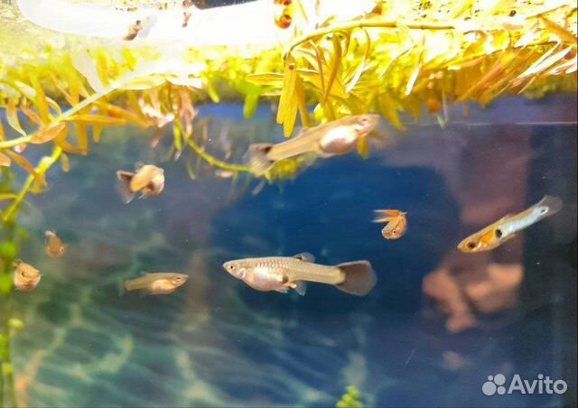 Мальки гуппи микс