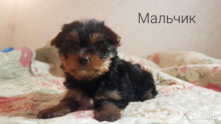Йоркширский терьер щенки
