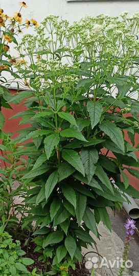 Многолетники садовые (Ч.4)