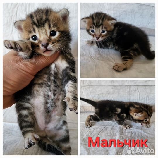 Бенгальские котята