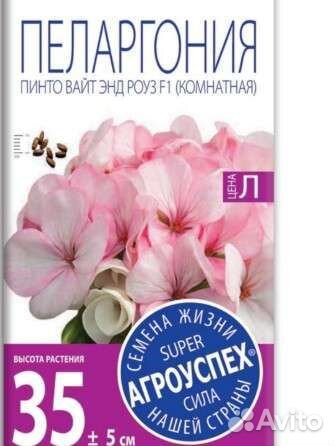 Пеларгония герань 