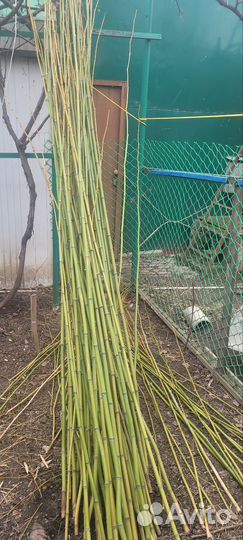 Ствол бамбука