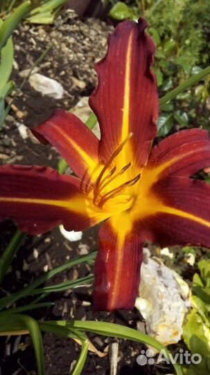 Украшаем свой участок