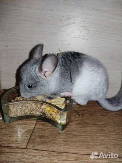 Шиншилла продажа