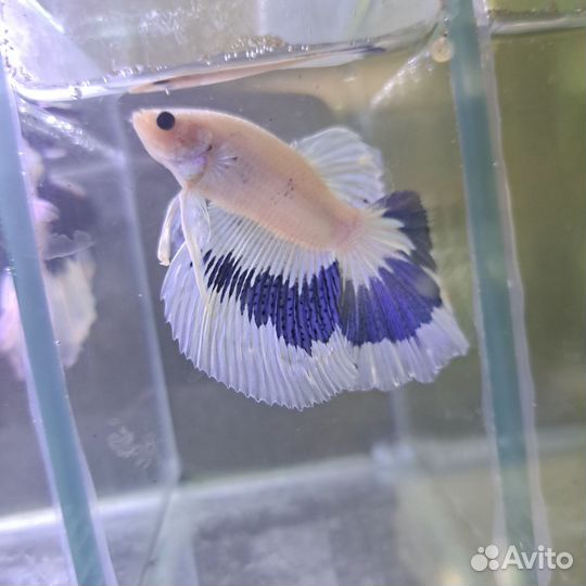 Рыбка петушок Супер дельта